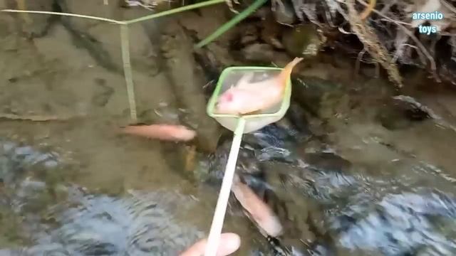 Memancing Ikan Hias Warna Warni, Ikan Lele Besar, Ikan Koi, Ikan Komet, Ikan Nila, Kura Kura, Cupan