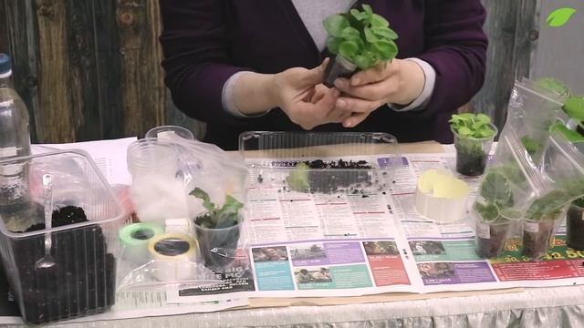 Пересадка деток фиалок в горшок смотреть онлайн