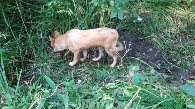 По тигриному следу. смотреть онлайн