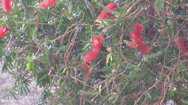 КАЛЛИСТЕМОН ЛАНЦЕТНЫЙ!CALLISTEMON.КИРЬЯТ-ЯМ.ИЗРАИЛЬ. смотреть онлайн