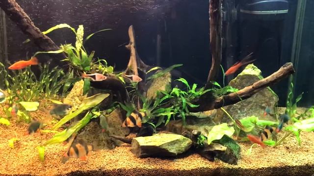 Жидкие удобрения: ЖЕЛЕЗО. Бюджетное удобрение своими руками смотреть онлайн