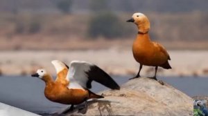 Голоса птиц: огарь, или красная утка