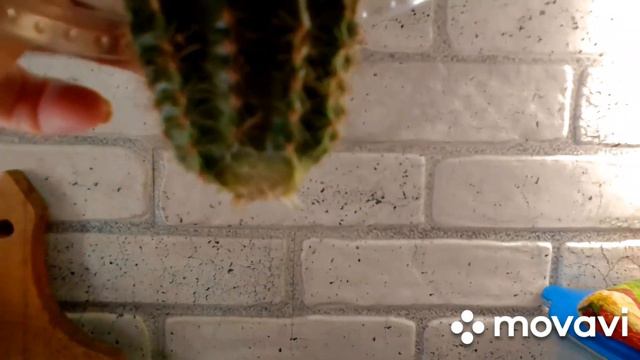 Укореняю кактус за 10 дней смотреть онлайн