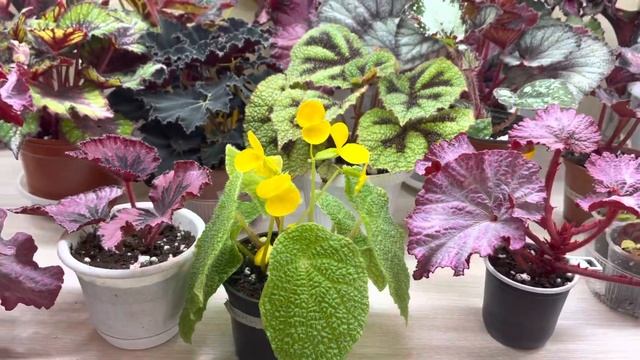 Бегонии. Подготовка к весенним рассылкам. смотреть онлайн