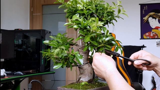 Pyracantha coccinea tundere 2022. смотреть онлайн