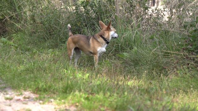 Forest round with Canon GX10 смотреть онлайн