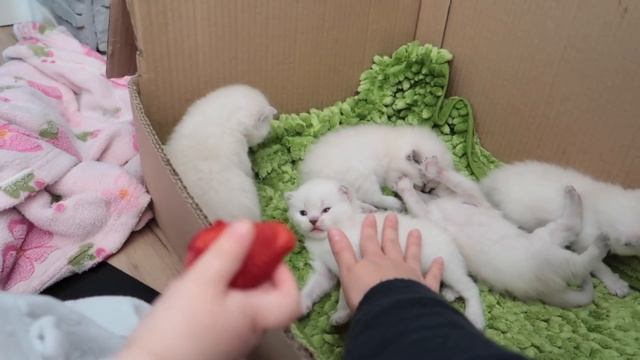 Обзор сада у Ирины и котята. Празднуем День Рождения! Как продают фермеры в Германии? смотреть онлайн