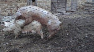 Осеменение свиньи естественным способом / хряк дюрок-пьетрен ( Кантор)