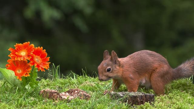 74min Природа. Живая Природа. Птицы, Белки,Животные. Пение Птиц. Звуки Леса