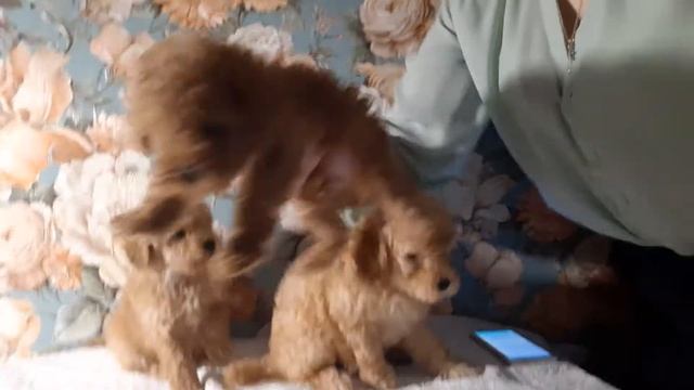 той пудель и мальтипу щенки в москве 2-3месяца Мини смотреть онлайн