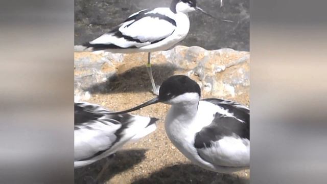 Птицы. Московский зоопарк. смотреть онлайн