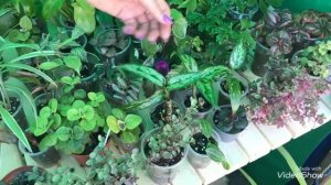 Флора 2022. Сибирские Цветочницы радуют Красотой!