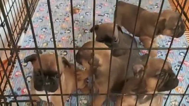 Девочки. Щенки-Москва.рф смотреть онлайн