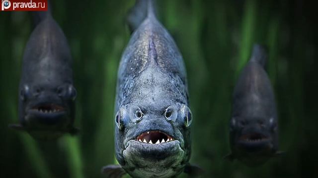 В озере в Англии загадочно пропадали утки. Оказывается, там живут пираньи смотреть онлайн