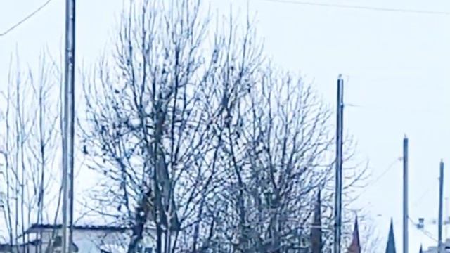 Лоси. Как они прыгают через забор смотреть онлайн