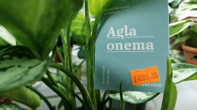 Обалденный обзор растений в Мире цветов! смотреть онлайн