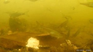 ? Реакция рыбы на КОФЕ. Подводные съемки рыбалки. Кофейная отработка для карпа/сазана/леща/карася.