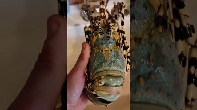 #лобстер #лангуст смотреть онлайн