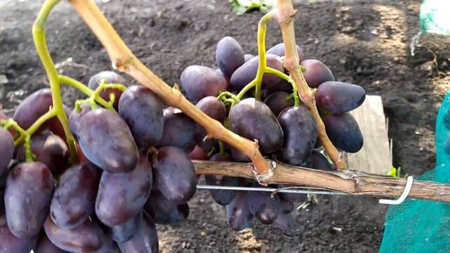 Алвика-самый крупноплодный виноград