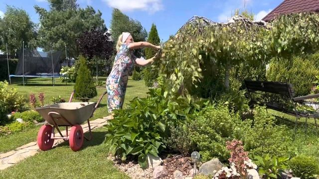 Как ухаживать за садом в июле. Стрижка штамбовой берёзы. Что делать в саду в июле. #уходзасадом смотреть онлайн