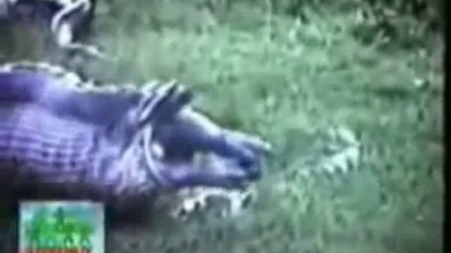 Анаконда проглотила гиппопотама! Ужас! смотреть онлайн