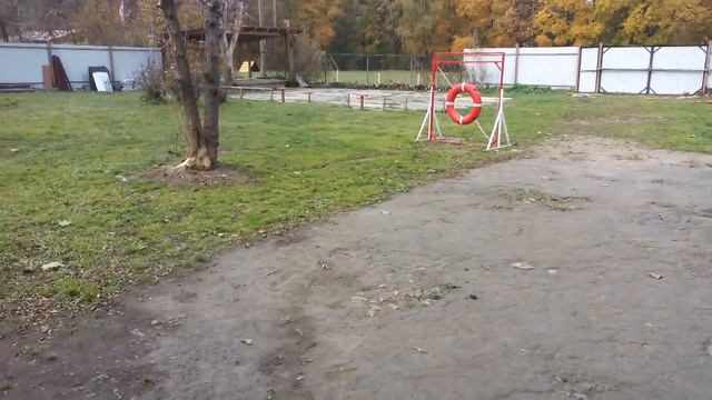 ОКД. Родезийский риджбек. Макс, 10 мес. 13-е занятие.