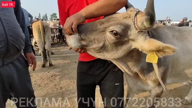 СААН УЙЛАР КУНАЖЫН УРГААЧЫ ТОРПОК БААЛАРЫ ? #байтв смотреть онлайн