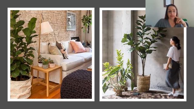 TUDO sobre FICUS LYRATA 🎼 - sem rodeios, com muitas imagens e dicas úteis. 💚 смотреть онлайн