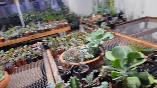 Bancada para suculentas, cactos e irrigação. смотреть онлайн
