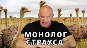 Монолог страуса