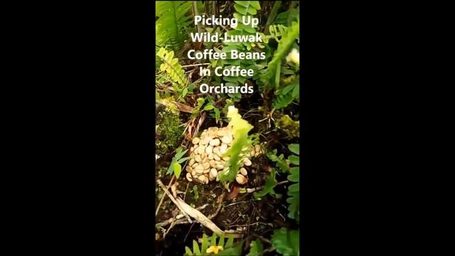 Coffee Luwak ,Wild Civet Coffee Adventure in Gayo Highland2 смотреть онлайн