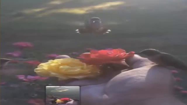 ПРИКОЛЬНЫЕ ЗВЕРЬКИ СУРИКАТЫ ПРИНИМАЮТ СОЛНЕЧНУЮ ВАННУ! смотреть онлайн