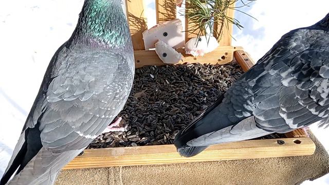 🕊️Голуби🕊️ смотреть онлайн