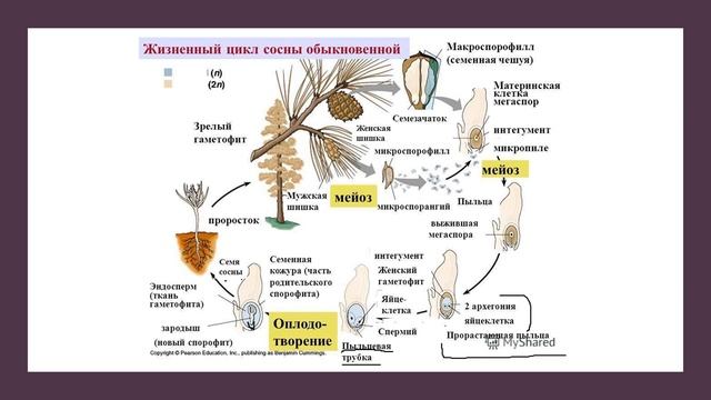 Жизненный цикл сосны смотреть онлайн