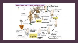 Жизненный цикл сосны