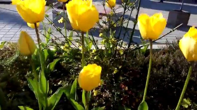 ЭКЗОТИЧЕСКИЕ ВЕСЕННИЕ ЦВЕТЫ В СОЧИ. смотреть онлайн