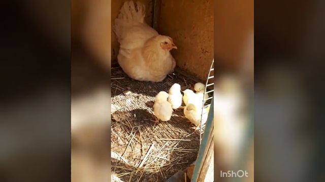 ОЧЕНЬ ХОРОШИЙ СПОСОБ ОТ НЕУДАЧНОГО ВЫВОДА ЦЫПЛЯТ.!!! смотреть онлайн