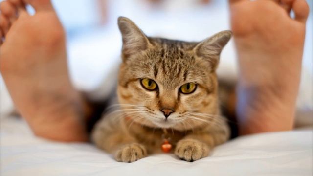 Шесть причин . Почему кошки спят на человеке . смотреть онлайн