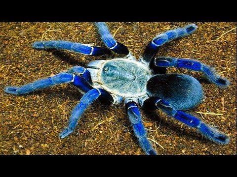 Самые Опасные Пауки в Мире смотреть онлайн