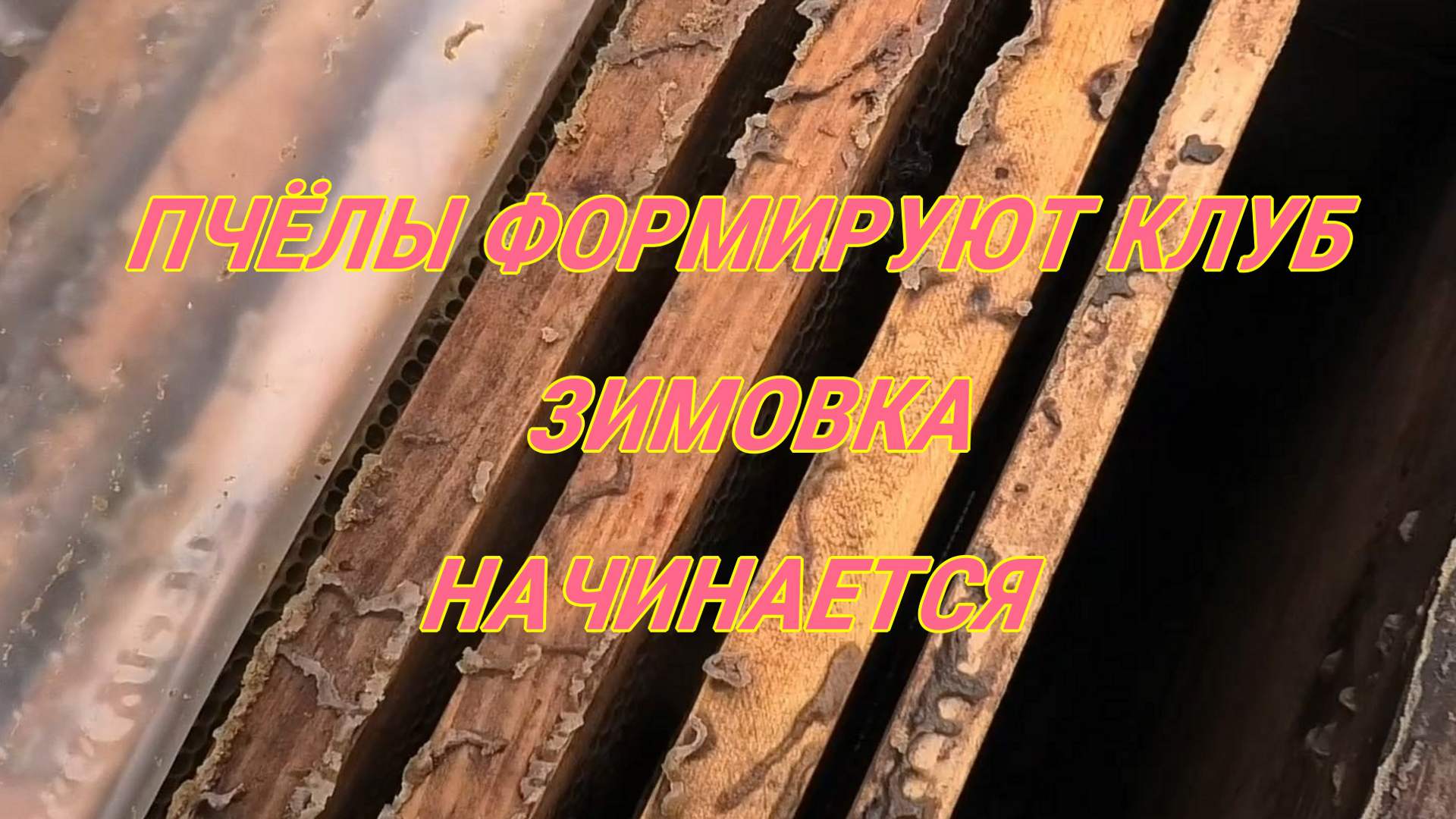 КОНТРОЛЬ ПЧЕЛИНЫХ СЕМЕЙ ПЕРЕД ЗИМОВКОЙ смотреть онлайн
