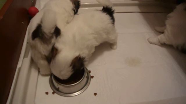 Pekingese puppies playing смотреть онлайн