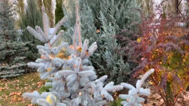 Мои хвойные растения.??? смотреть онлайн