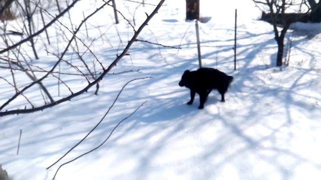ЩЕПЛЕННЯ АЛИЧІ НА СЛИВУ УГОРКУ. смотреть онлайн