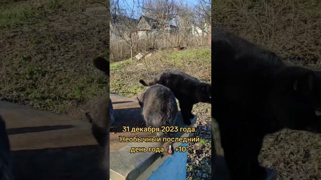 31 декабря 2023 года. Необычный последний день года 🌡️+10° смотреть онлайн