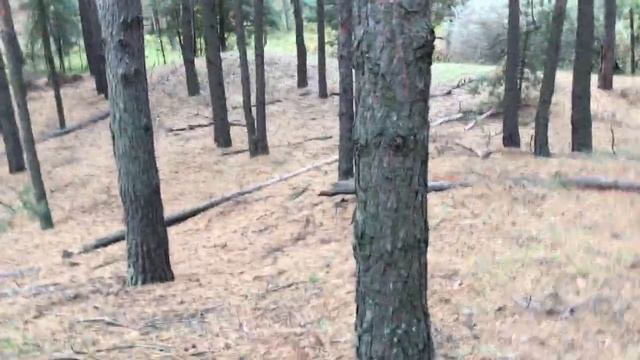 Остров белых грибов. смотреть онлайн