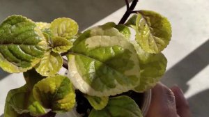 Плектрантусы Золото Трои и Золотолистный.