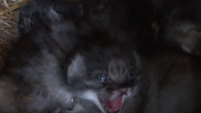 WHF Pallas Cat Kittens 2010 - here they are at 3 weeks old смотреть онлайн