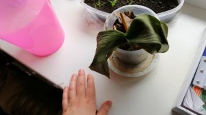 Почему у орхидеи вянут листья? Как спасти орхидею и наростить новые листья и корни.