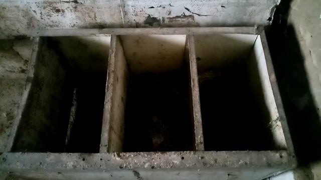 Приготовили место для клушек с цыплятами смотреть онлайн