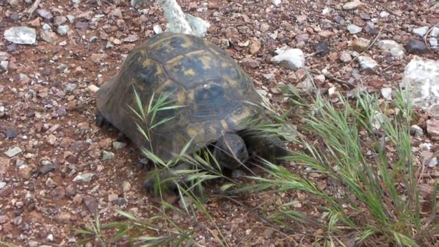 Ичмелерский каньон/Icmeler Canyon